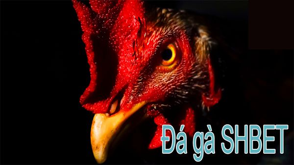 Các sản phẩm độc quyền của Mig88 có những đặc điểm gì? - Mig88