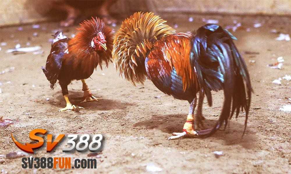 Giảm giá tại chỗ V6bet - V6bet
