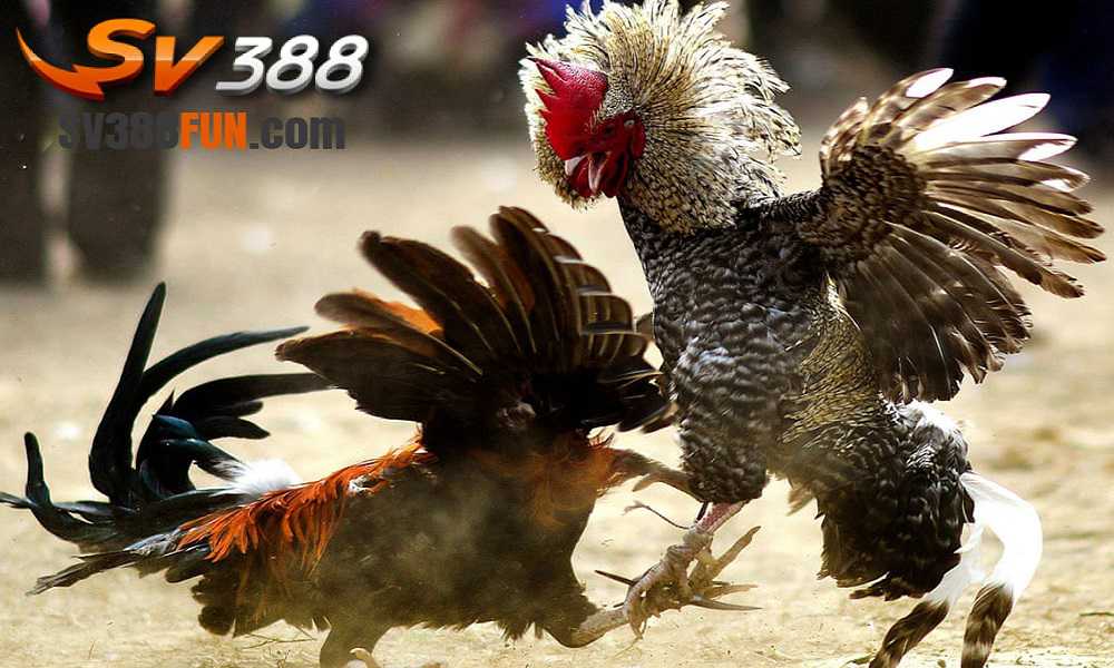 Trang web Bong88 Games có giao diện thân thiện với người dùng và dễ sử dụng - Bong88