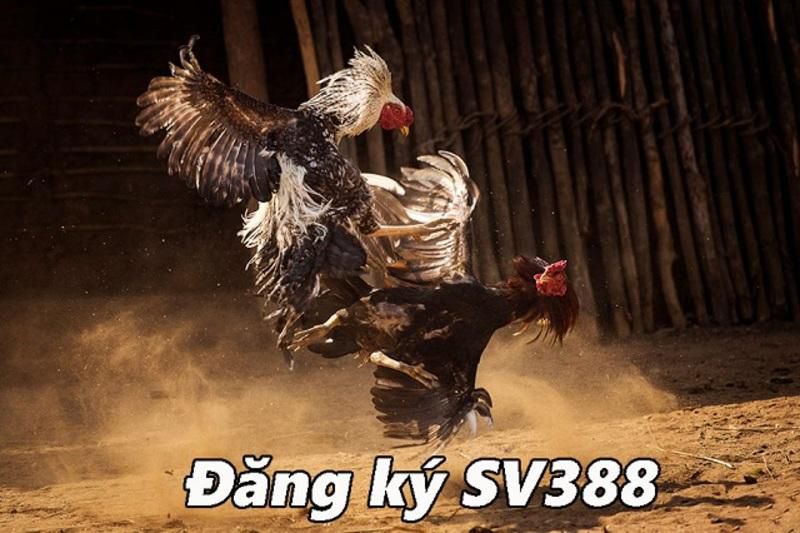 Thông tin liên hệ của Sbty - Sbty